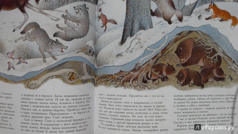 Иллюстрация 48 из 109 для В лесу - Петр Багин | Лабиринт - книги. Источник: С.  М.