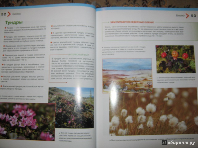 Иллюстрация 9 из 44 для Большая энциклопедия растений для детей - Brewer, Farndon | Лабиринт - книги. Источник: Евгения39