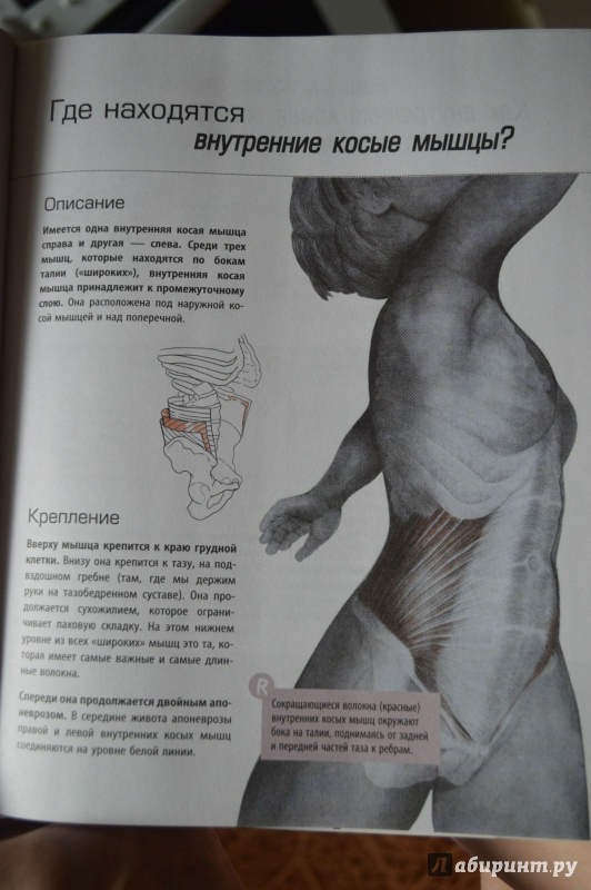 Иллюстрация 6 из 13 для Анатомия красоты - Бландин Кале-Жермен | Лабиринт - книги. Источник: Svetlaya Brunetka
