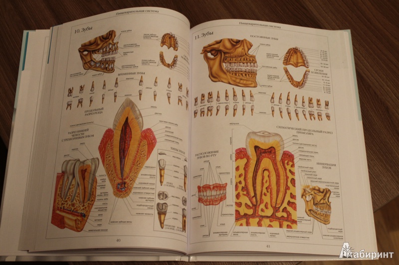 Иллюстрация 12 из 58 для Атлас анатомии человека | Лабиринт - книги. Источник: Brunika