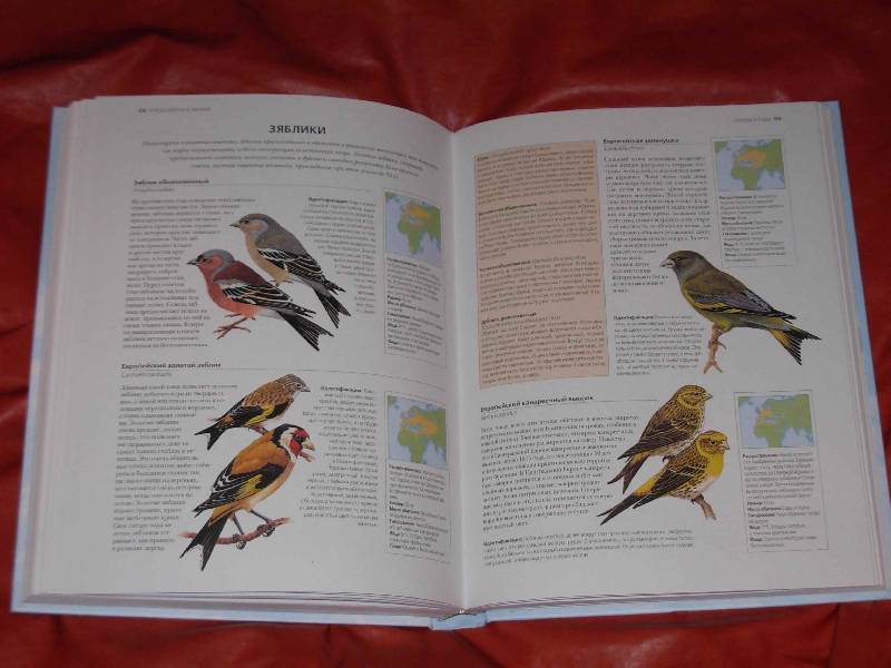 Иллюстрация 3 из 11 для Всемирная энциклопедия птиц - Дэвид Элдертон | Лабиринт - книги. Источник: ---Марго----