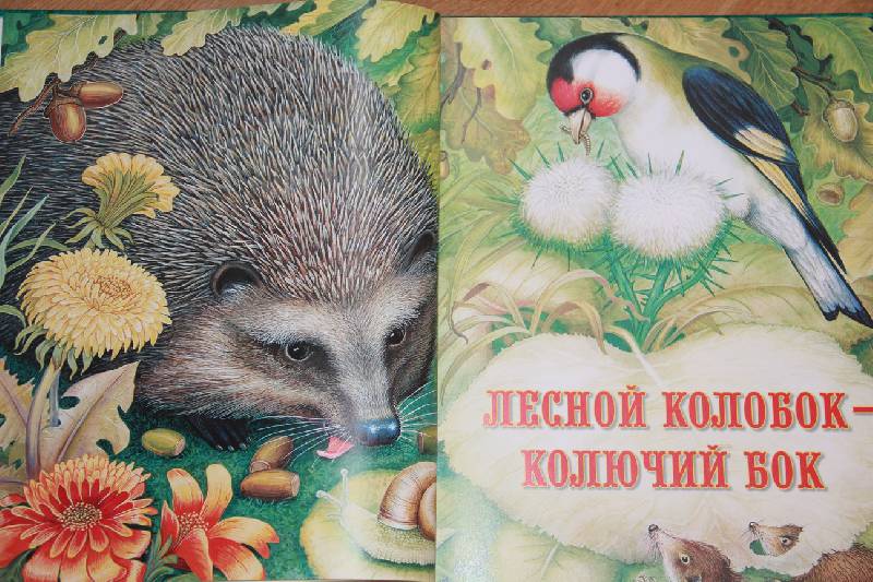 Иллюстрация 23 из 35 для Сказки о животных - Виталий Бианки | Лабиринт - книги. Источник: Vilvarin  Laurea
