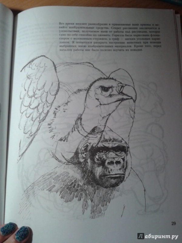 Иллюстрация 7 из 9 для Учитесь рисовать диких животных - Дэвид Браун | Лабиринт - книги. Источник: Ксения