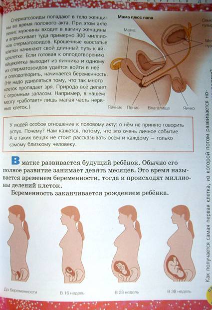 Иллюстрация 4 из 19 для Анатомия человека - Александр Мирер | Лабиринт - книги. Источник: OOlga