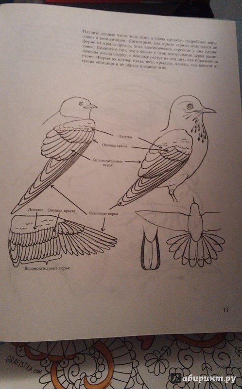 Иллюстрация 23 из 27 для Учитесь рисовать птиц - Дэвид Браун | Лабиринт - книги. Источник: ss0263042