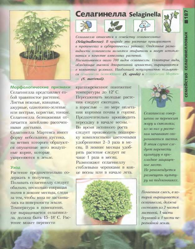 Иллюстрация 46 из 46 для Лучшие комнатные растения - Моисей Миллер | Лабиринт - книги. Источник: Риззи