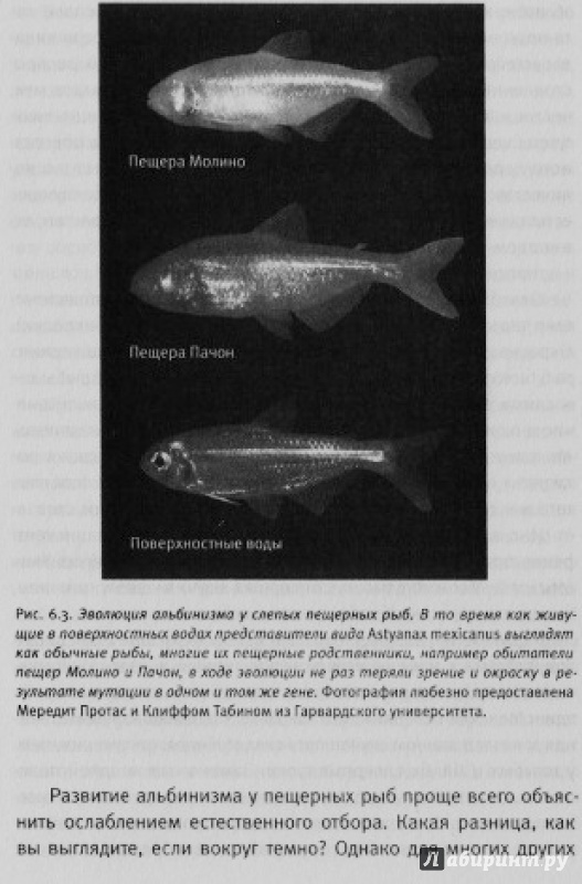Иллюстрация 32 из 32 для Приспособиться и выжить! ДНК как летопись эволюции - Шон Кэрролл | Лабиринт - книги. Источник: Nagato