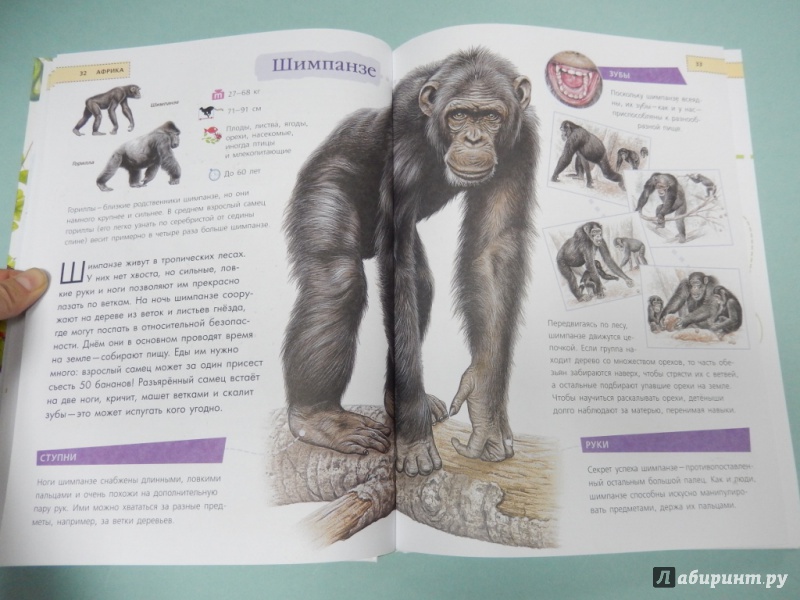 Иллюстрация 7 из 11 для Животные. Удивительная книга для детей от 2 лет - Paula Hammond | Лабиринт - книги. Источник: dbyyb