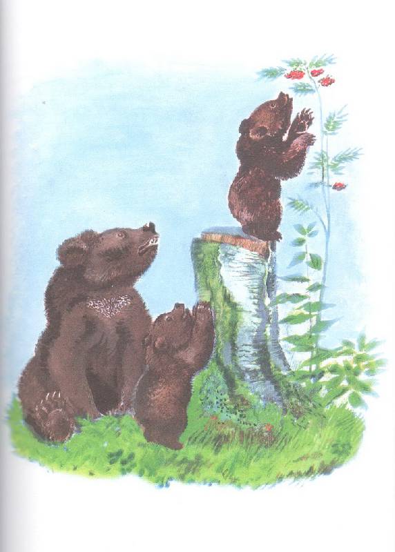 Иллюстрация 32 из 42 для Большие и маленькие - Евгений Чарушин | Лабиринт - книги. Источник: Стрекоза