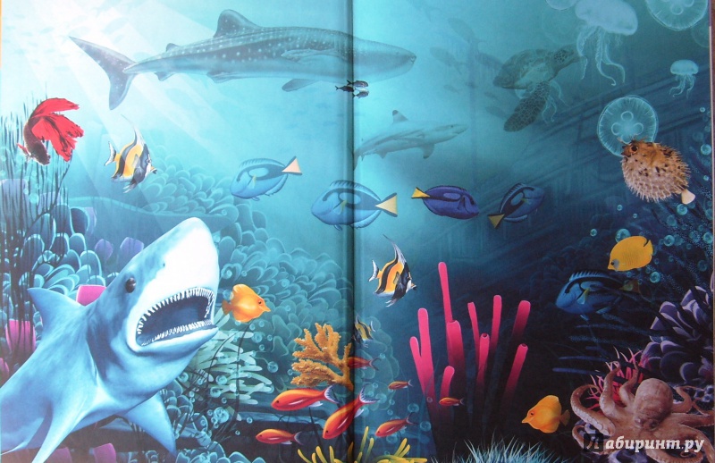Иллюстрация 10 из 23 для Подводный мир - Анна Спектор | Лабиринт - книги. Источник: Соловьев  Владимир