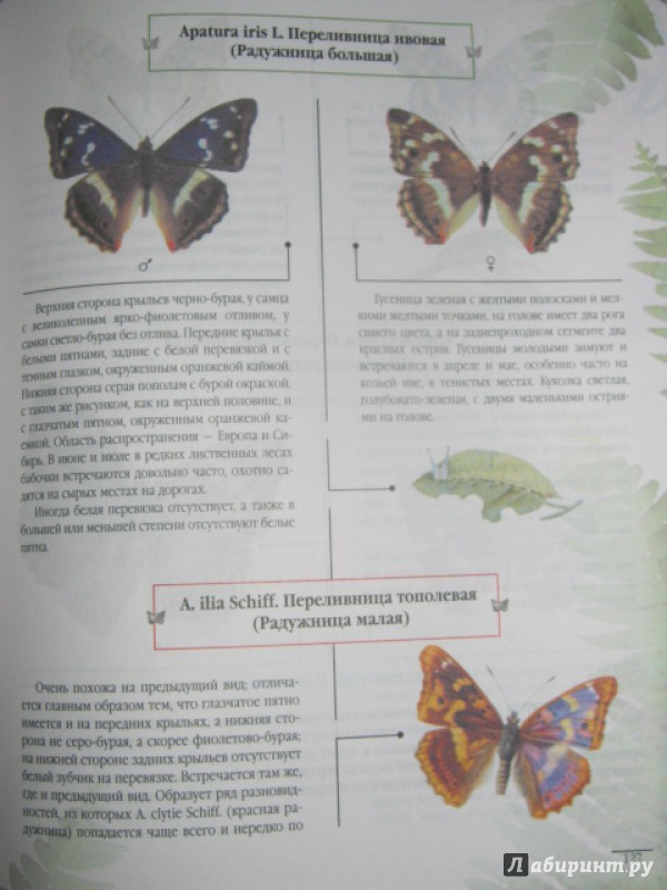 Иллюстрация 10 из 25 для Атлас бабочек и гусениц. Места обитания. Физические характеристики. Поведение. Размножение - Карл Ламперт | Лабиринт - книги. Источник: Евгения39