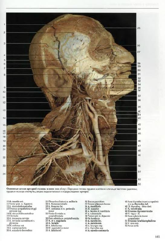 Иллюстрация 8 из 20 для Большой анатомический атлас - Роен, Йокочи, Лютьен-Дреколл | Лабиринт - книги. Источник: Кнопа2