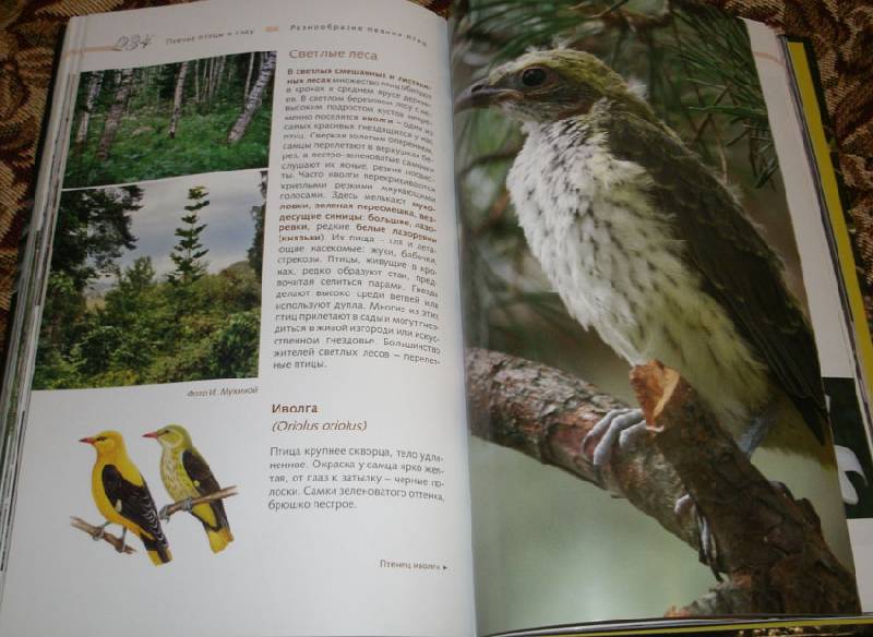 Иллюстрация 9 из 14 для Певчие птицы - Митителло, Хромушин | Лабиринт - книги. Источник: Ёжик