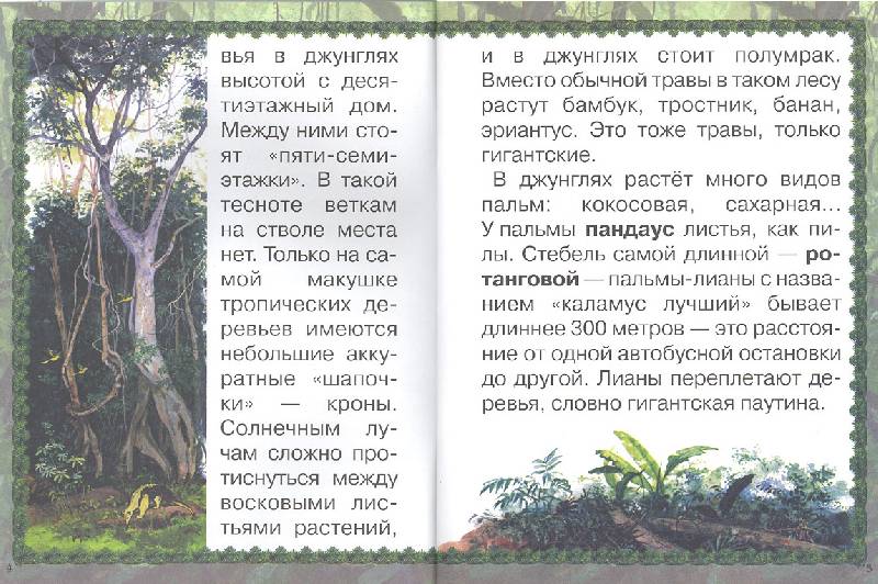 Иллюстрация 6 из 17 для Джунгли или путешествие по тропическому лесу - Ольга Колпакова | Лабиринт - книги. Источник: мамаОля