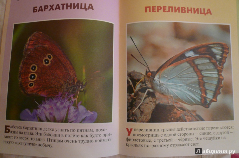 Иллюстрация 11 из 28 для Бабочки - Петр Волцит | Лабиринт - книги. Источник: Климкова  Светлана