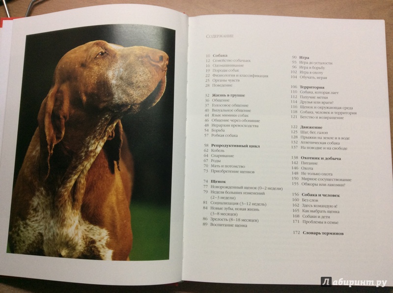 Иллюстрация 12 из 19 для Как общаться с собакой. Практическое руководство - Капра, Роботти | Лабиринт - книги. Источник: Kate Panda