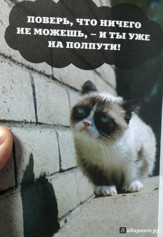 Иллюстрация 7 из 12 для Grumpy Cat. Правила жизни самой сердитой кошки в мире | Лабиринт - книги. Источник: Tatiana Sheehan