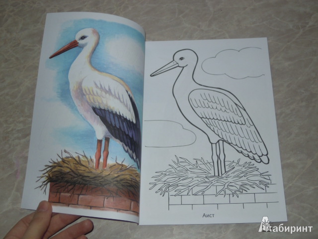 Иллюстрация 4 из 29 для Раскраска. Перелетные птицы | Лабиринт - книги. Источник: Iwolga