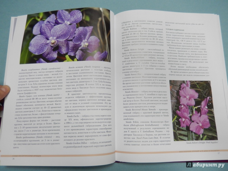 Иллюстрация 7 из 13 для Самые восхитительные орхидеи - Ирина Зайцева | Лабиринт - книги. Источник: dbyyb