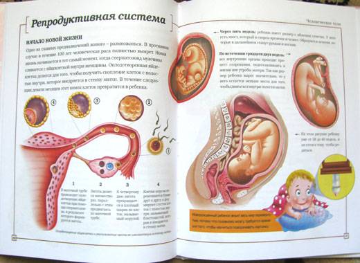 Иллюстрация 6 из 11 для Человеческое тело - Кирти Каул | Лабиринт - книги. Источник: Читайло  Алена Алексеевна