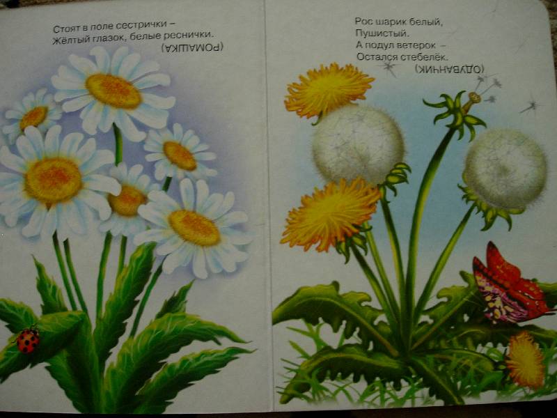 Иллюстрация 1 из 4 для Загадки о цветах | Лабиринт - книги. Источник: Geny