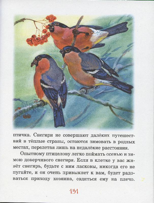 Иллюстрация 29 из 32 для Русский лес - Иван Соколов-Микитов | Лабиринт - книги. Источник: Igra