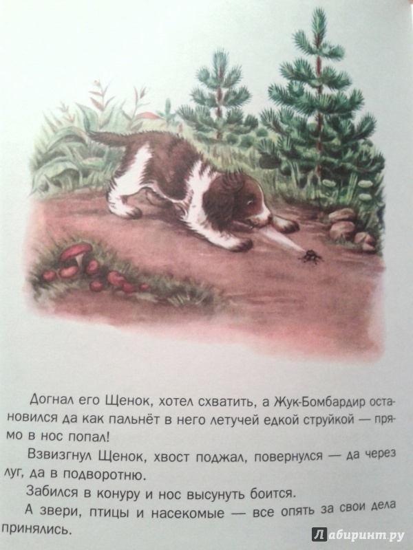 Иллюстрация 58 из 58 для Первая охота - Виталий Бианки | Лабиринт - книги. Источник: Родионова  Олеся Павловна