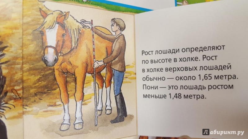 Иллюстрация 30 из 34 для Лошади и пони - Татьяна Марти | Лабиринт - книги. Источник: Теплова  Юлия