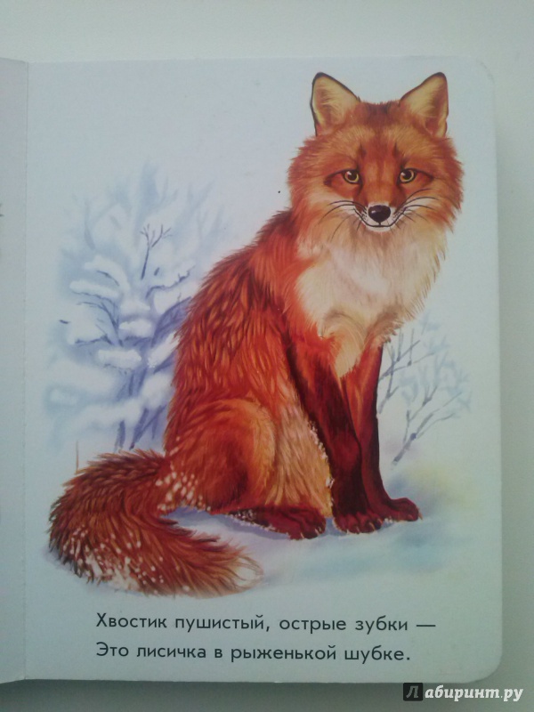 Иллюстрация 7 из 28 для Лесные зверята - Олеся Квитка | Лабиринт - книги. Источник: Денисова  Евгения