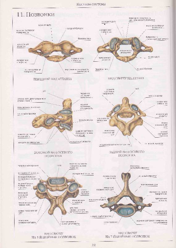 Иллюстрация 55 из 58 для Атлас анатомии человека | Лабиринт - книги. Источник: Суворова  Александра