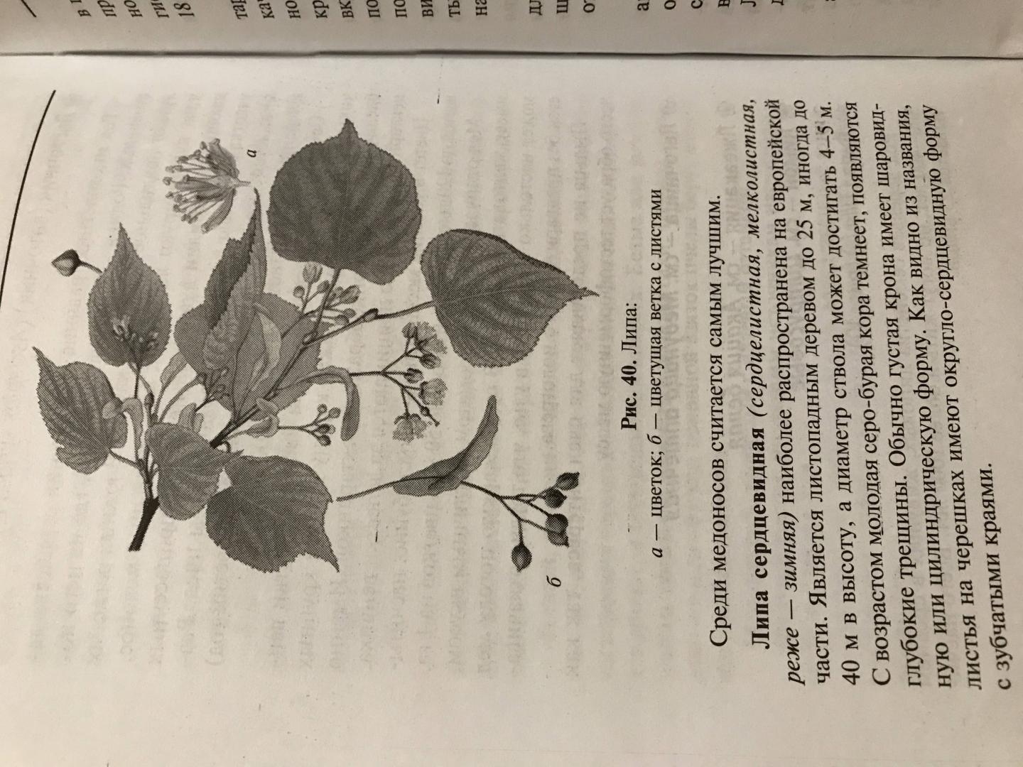 Иллюстрация 26 из 26 для Растения-медоносы - Николай Юраш | Лабиринт - книги. Источник: Королева  Екатерина