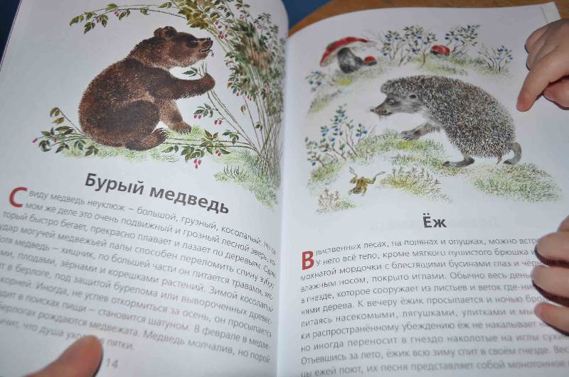Иллюстрация 7 из 9 для Животные нашей страны (+CD) - Владимир Храбрый | Лабиринт - книги. Источник: nugzarych
