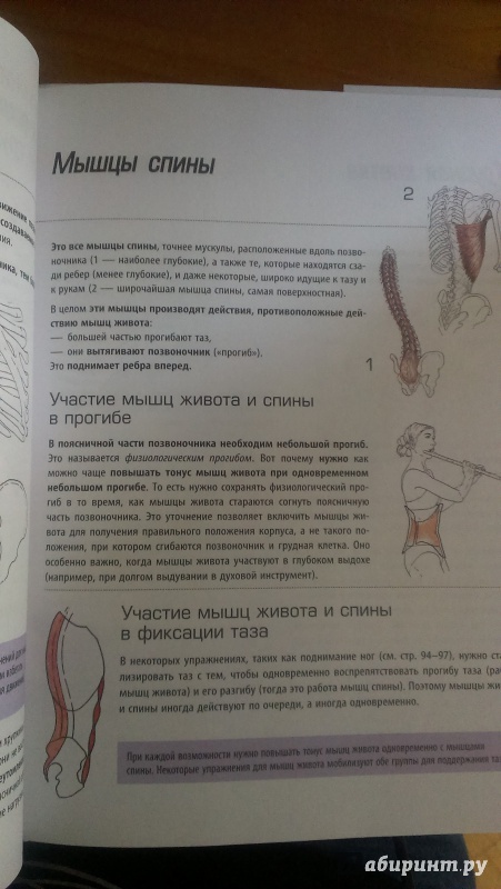 Иллюстрация 8 из 14 для Анатомия упражнений для пресса - Бландин Кале-Жермен | Лабиринт - книги. Источник: Юлия