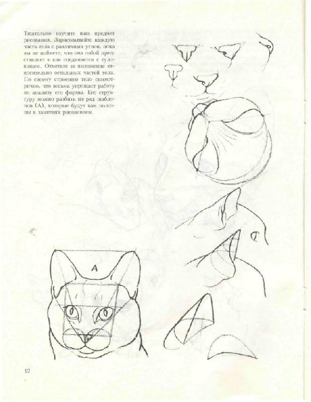 Иллюстрация 19 из 39 для Учитесь рисовать кошек - Дэвид Браун | Лабиринт - книги. Источник: Юта