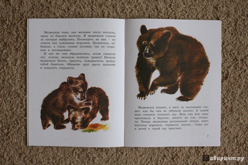 Иллюстрация 26 из 44 для Как медведь в лесу живёт - Вера Чаплина | Лабиринт - книги. Источник: дважды