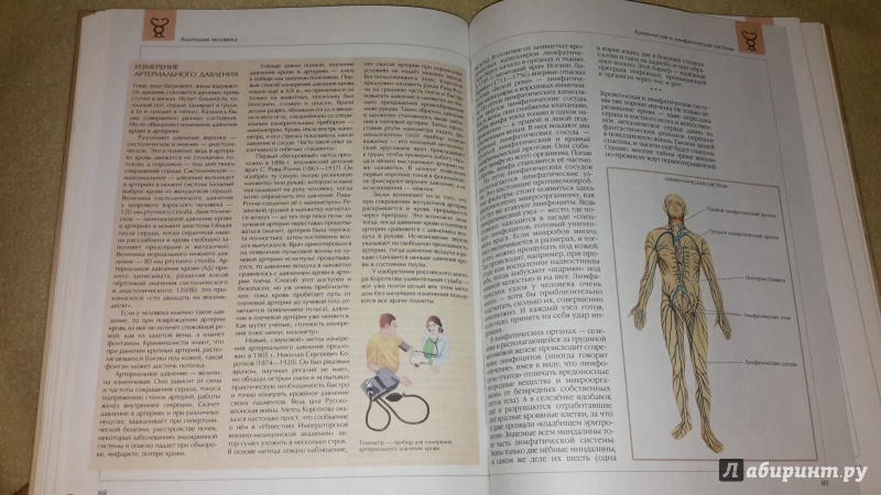 Иллюстрация 11 из 13 для Анатомия человека | Лабиринт - книги. Источник: Маруся (@smelayatrysixa)