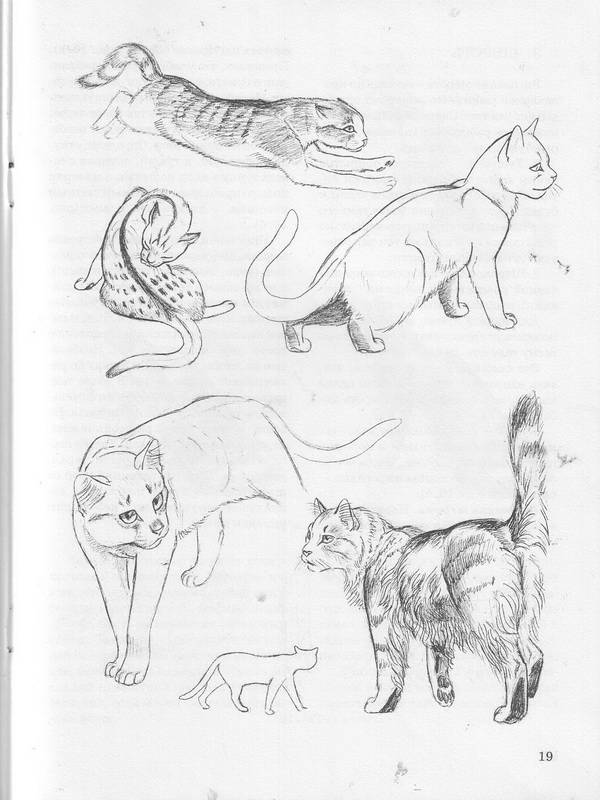 Иллюстрация 18 из 20 для Как нарисовать кошку - Наталья Рымарь | Лабиринт - книги. Источник: Ялина