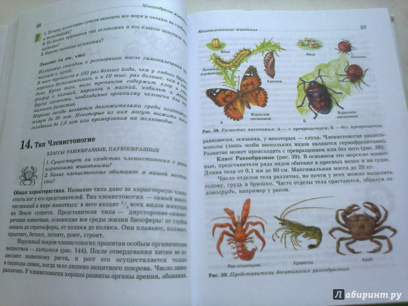 Иллюстрация 40 из 49 для Биология. Животные. 7 класс. Учебник - Латюшин, Шапкин | Лабиринт - книги. Источник: Юлиана  Юлиана