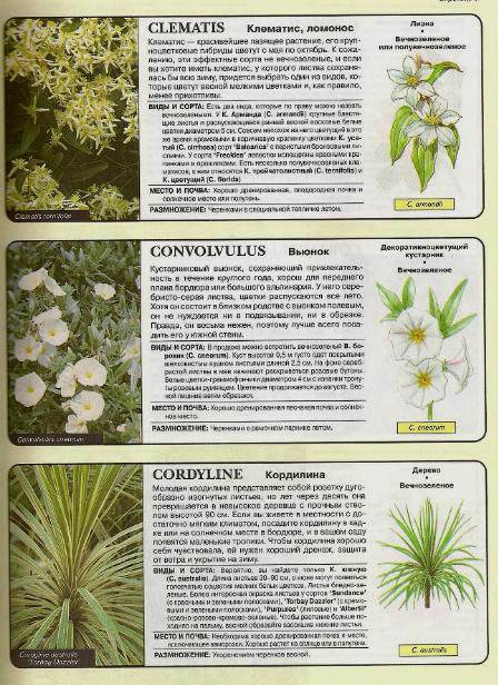 Иллюстрация 3 из 24 для Все о вечнозеленых растениях - Дэвид Хессайон | Лабиринт - книги. Источник: Galia