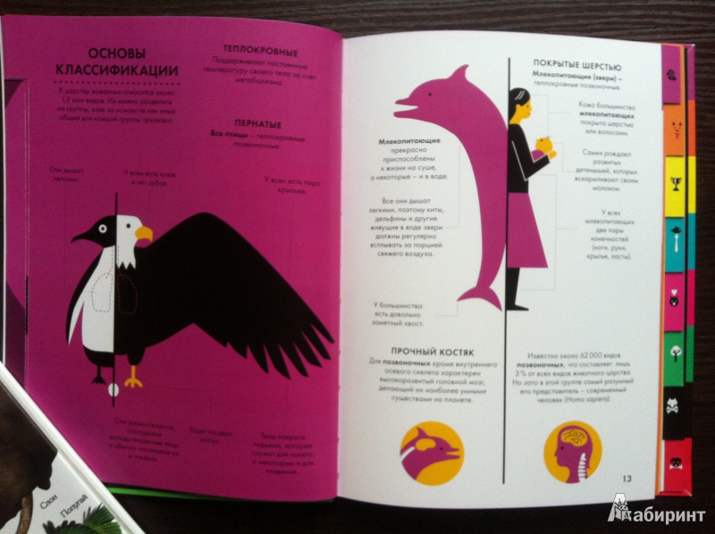 Иллюстрация 6 из 40 для Царство животных - Блекмен, Роджерс | Лабиринт - книги. Источник: Абра-кадабра
