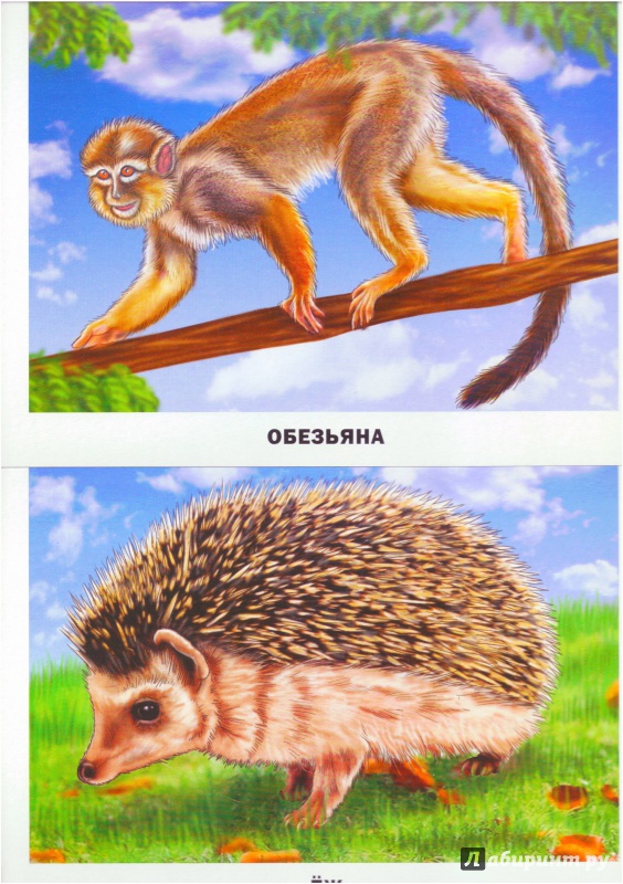Иллюстрация 12 из 15 для Дикие животные | Лабиринт - игрушки. Источник: Халтурина  Оксана
