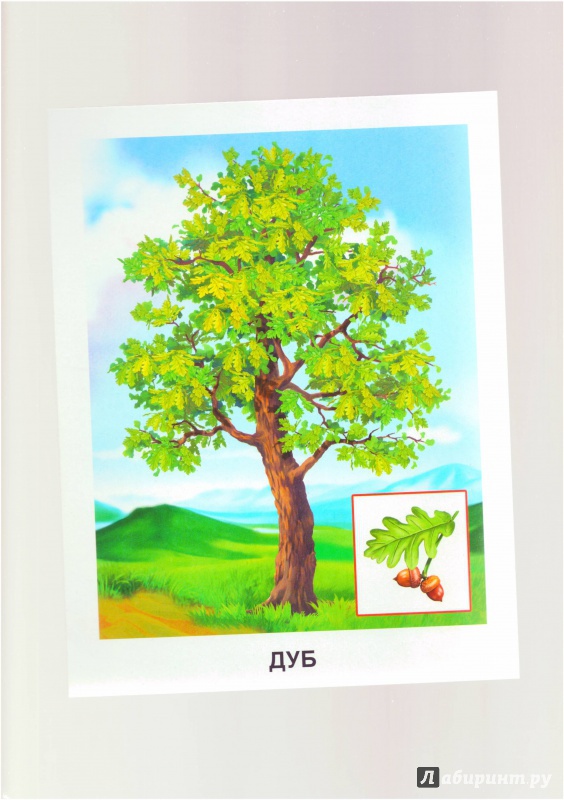 Иллюстрация 6 из 25 для Обучающие карточки. Деревья | Лабиринт - игрушки. Источник: Халтурина  Оксана