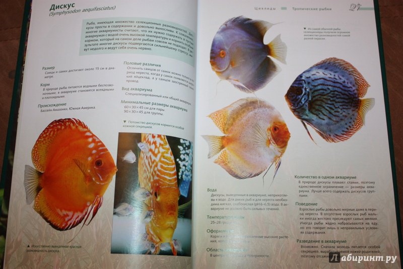 Иллюстрация 6 из 6 для Тропические рыбки - Ник Флетчер | Лабиринт - книги. Источник: Ksuh