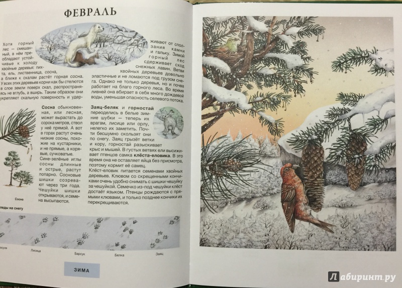 Иллюстрация 8 из 16 для Год в лесу - Сюзанна Риха | Лабиринт - книги. Источник: Матвийчук  Тамара Арменовна
