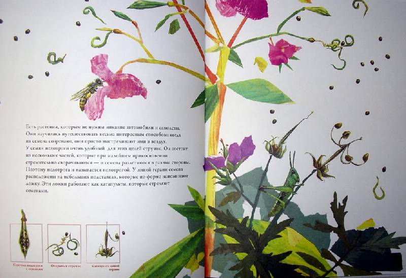 Иллюстрация 12 из 26 для По земле и по воздуху. Как путешествуют растения - Анне Меллер | Лабиринт - книги. Источник: Валерия