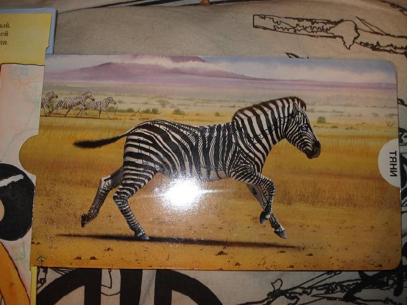 Иллюстрация 26 из 70 для Животные Африки. Магические скелеты | Лабиринт - книги. Источник: sinobi sakypa &quot;&quot;( ^ _ ^ )&quot;&quot;