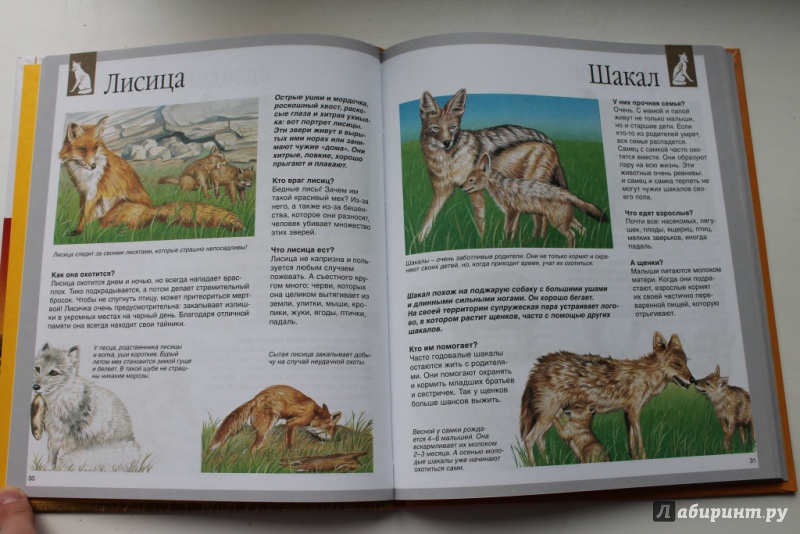Иллюстрация 24 из 50 для Животные - Букобза, Мулинье | Лабиринт - книги. Источник: Макарова  Анастасия