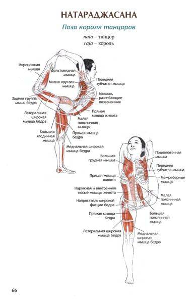 Иллюстрация 24 из 30 для Анатомия йоги - Лесли Каминофф | Лабиринт - книги. Источник: Юта