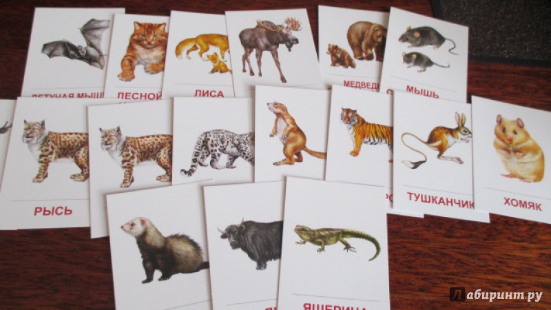 Иллюстрация 7 из 14 для Раздаточные карточки "Дикие животные - 2" (16 карточек) | Лабиринт - книги. Источник: Вероника Руднева