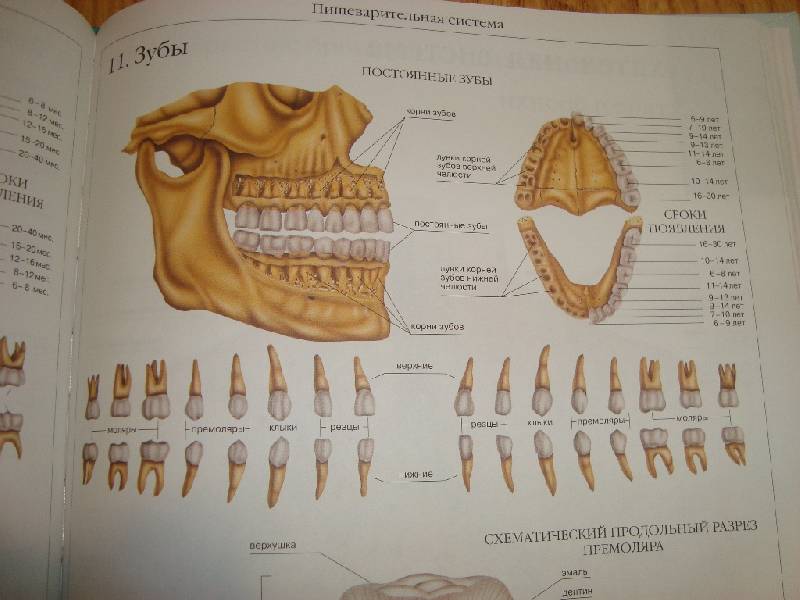 Иллюстрация 35 из 58 для Атлас анатомии человека | Лабиринт - книги. Источник: Константин Александрович